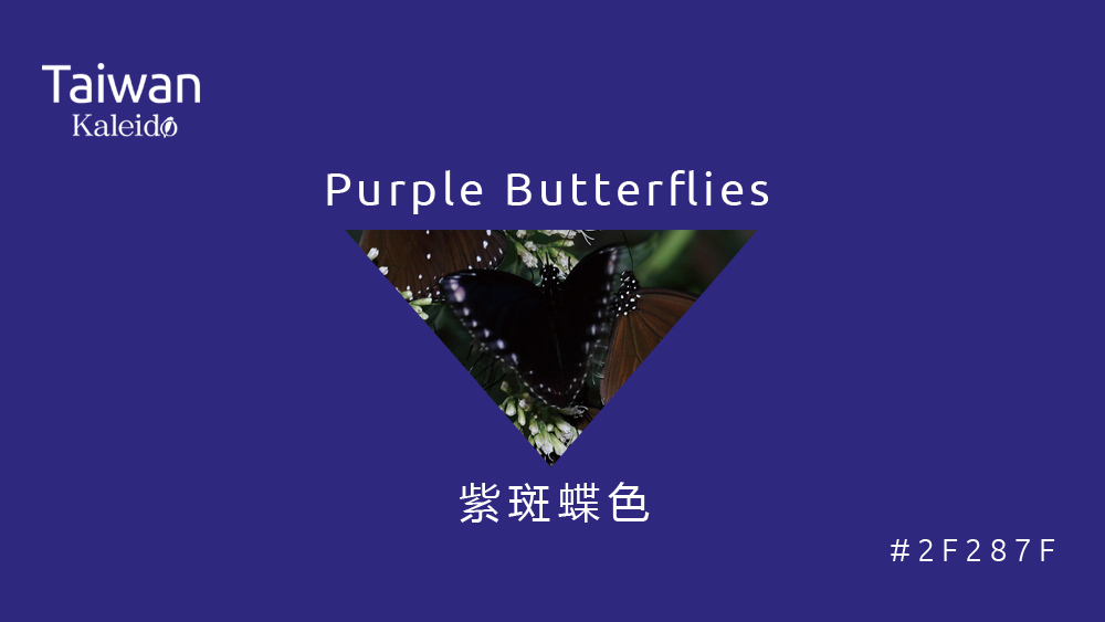 本週精選：紫斑蝶色 Purple Butterflies #2F287F